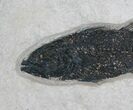 Predatory Mioplosus Fish Fossil - Wall Mount #8408-2